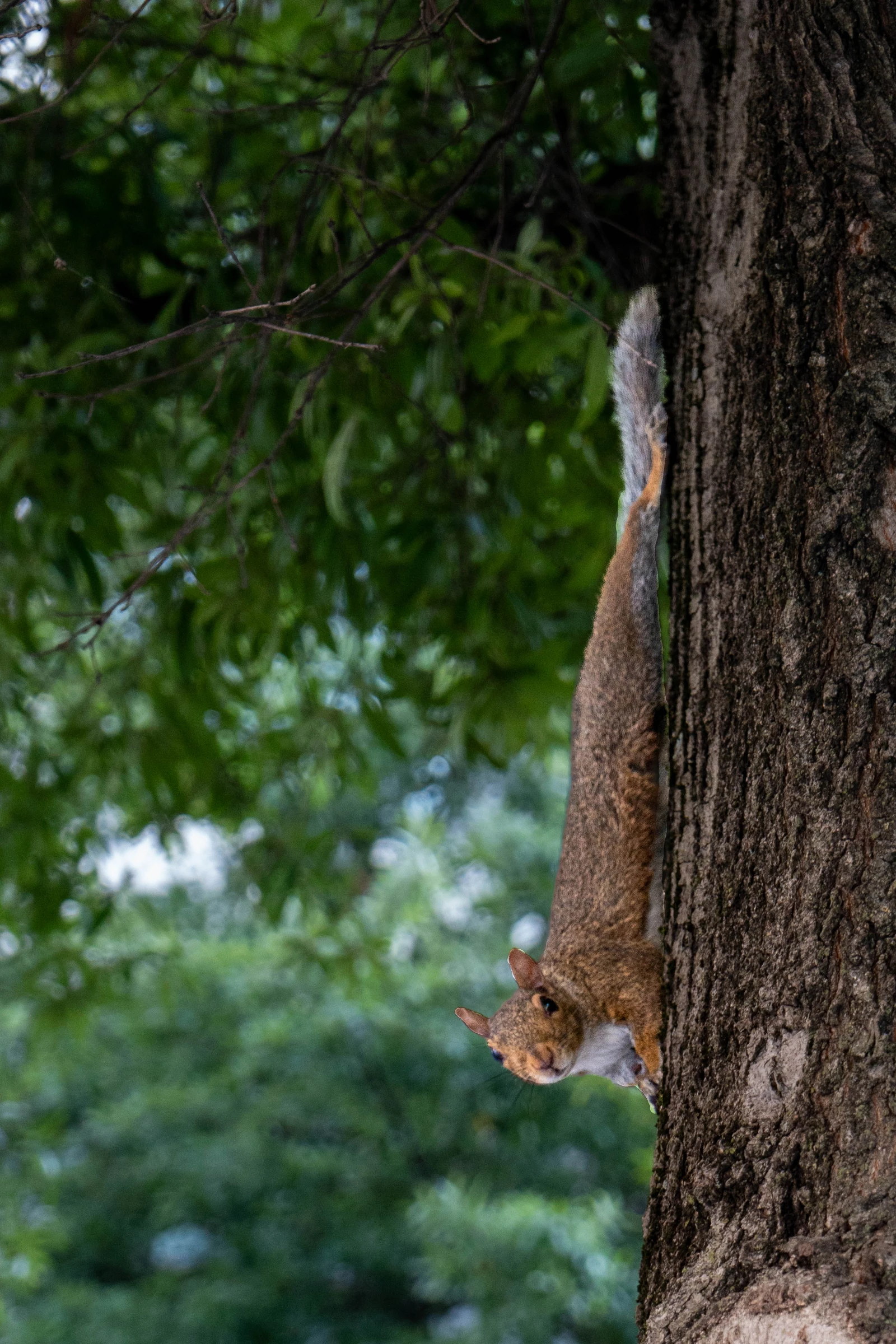 Squirrel